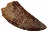 Serrated, Carcharodontosaurus Tooth - Real Dinosaur Tooth #241398-1